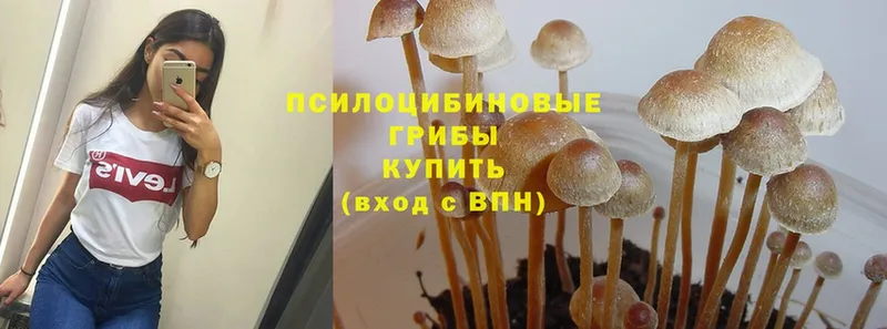 где найти   Анапа  Псилоцибиновые грибы Magic Shrooms 